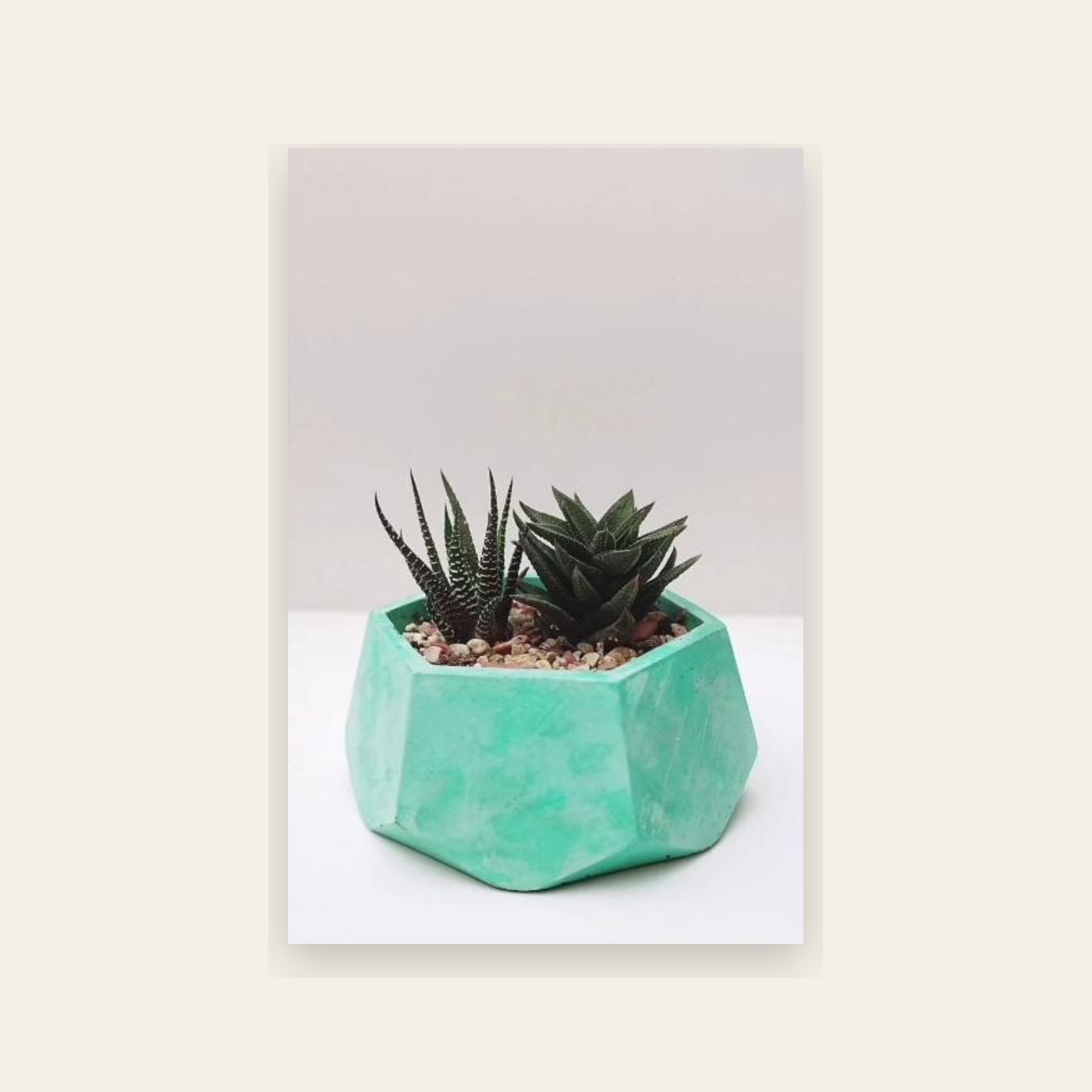 Macetero de concreto verde agua con haworthias para regalo o decoracion